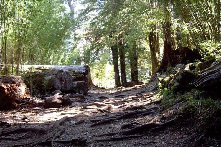 Forest trail, Huerquehue National Park, Chile