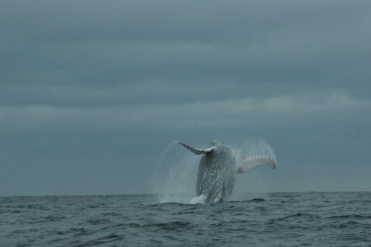 Breaching Humpback, Isla de la Plata, Machalilla National Park, Ecuador