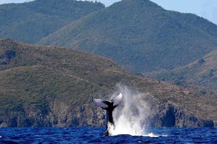 Humpback whale offshore in the Saint-Martin Nature Reserve