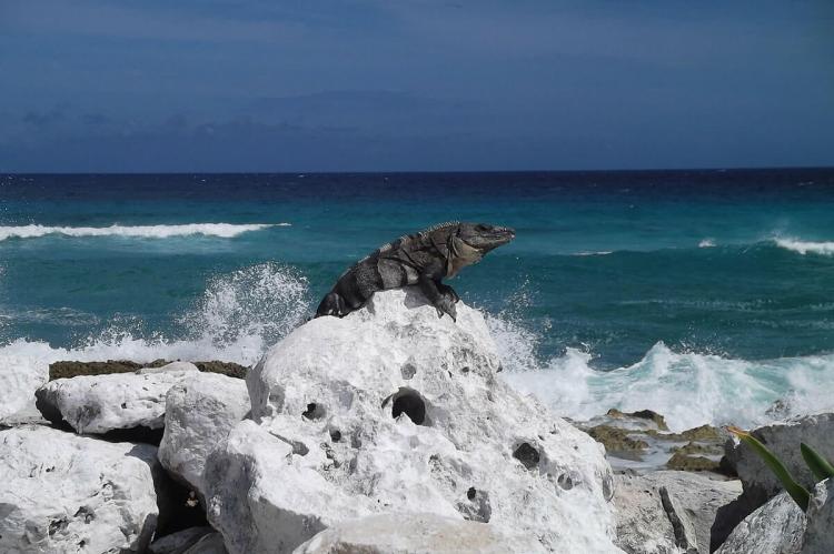 Iguanidae, Cozumel, Mexico