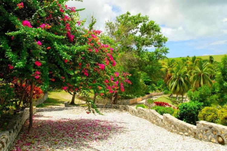 Trees and foliage, Ile-à-Vache, Haiti