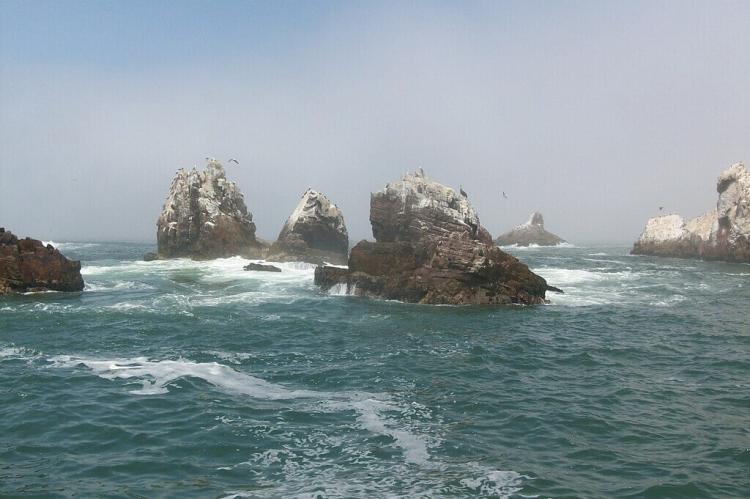 Sea birds in the Palomino Islands of Callao, Peru