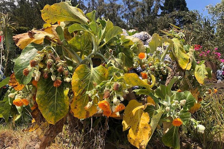 Robinson Crusoe Island Dendroseris litoralis – Juan Fernández Cabbage Tree
