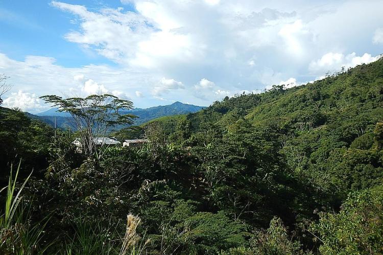 An overhead view of part of the jungle in the Satipo Province, Peru