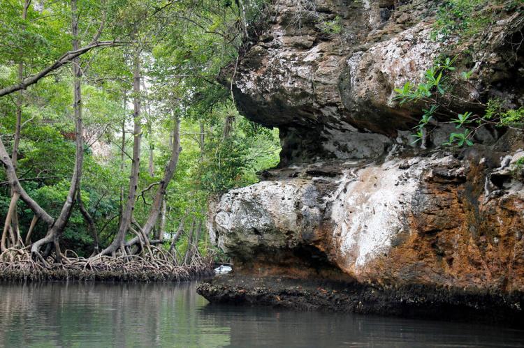Karst formation and mangrove, Samana Bay, Los Haitises National Park, Dominican Republic