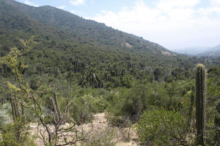 Jubaea chilensis, Parque Nacional La Campana, Chile