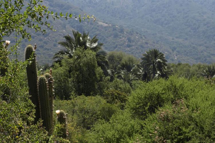 Jubaea palms, Parque Nacional La Campana, Chile