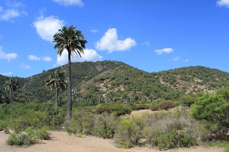 La Campana National Park, Chile
