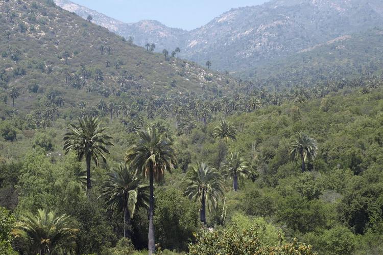 La Campana National Park, Chile