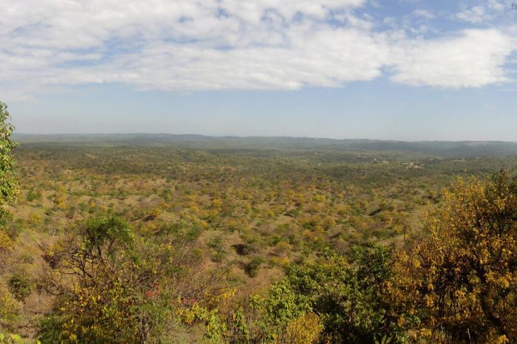 Dry forest panorama, Ecuador 