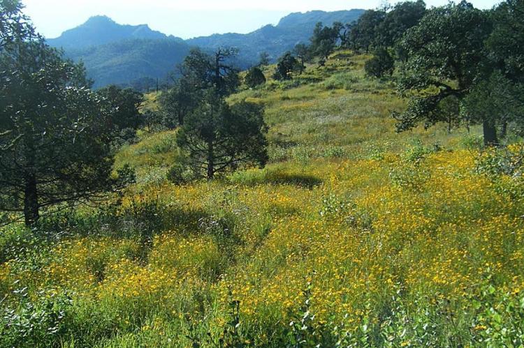 La Michilía Biosphere Reserve (Mexico)