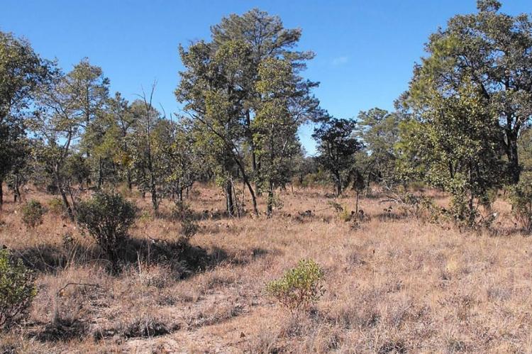 Quercus trees, La Michilía Biosphere Reserve (Mexico)