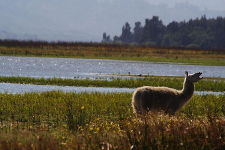 Lago Peñuelas National Reserve, Chile
