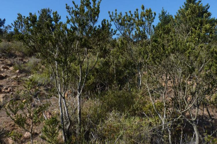 Myrceugenia colchaguensis in Lago Peñuelas National Reserve, Chile