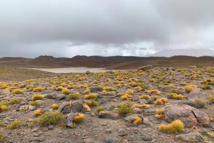 Laguna Chiar Kota, Lipez Desert, Bolivian Highlands, Potosí, Bolivia