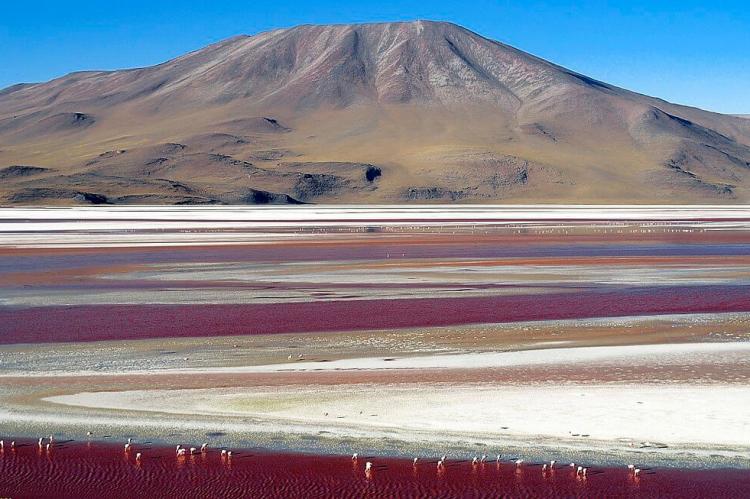 Flamingoes in the Laguna Colorada, Eduardo Avaroa Andean Fauna National Reserve, Potosí, Bolivia