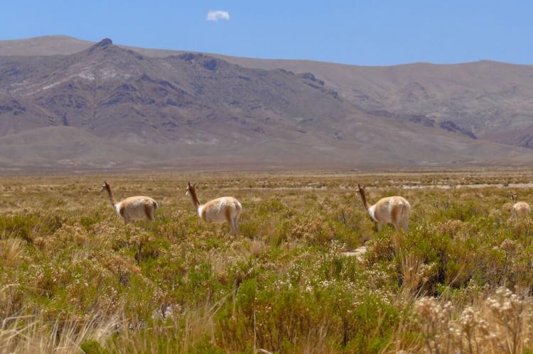 Vicuñas at Laguna de los Pozuelos, Argentina