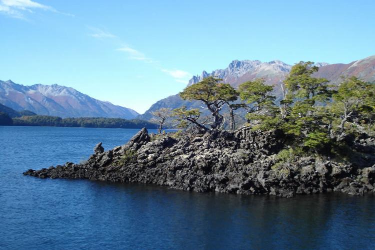 Midget trees, over solidified lava. Lanin National Park, Argentina