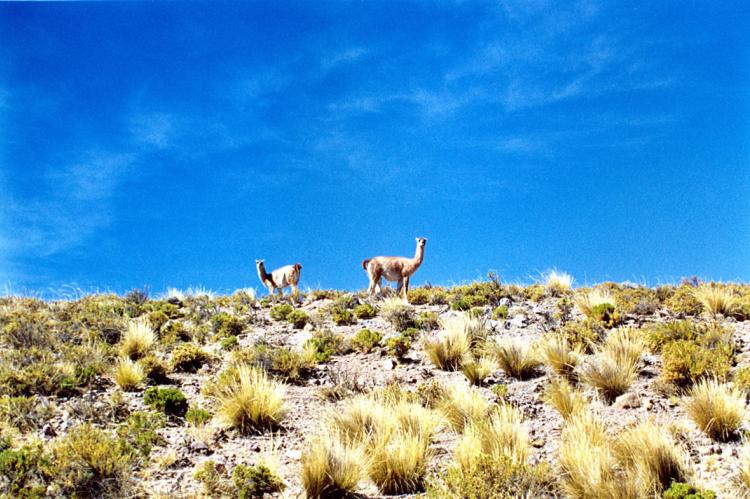 Vicunas grazing in Lauca National Park, Chile