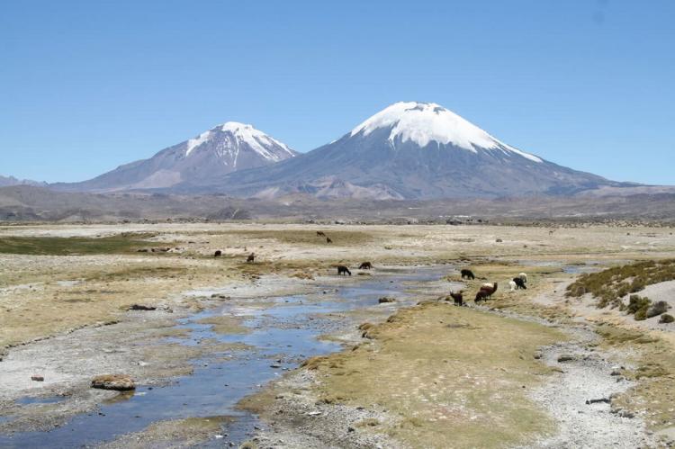 Alpacas grazing in Lauca National Park, Chile