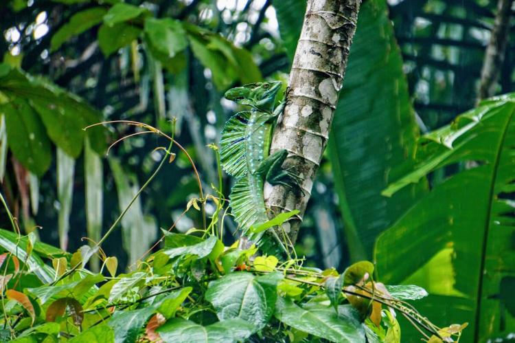 Lizard in the Tortuguero National Park, Costa Rica