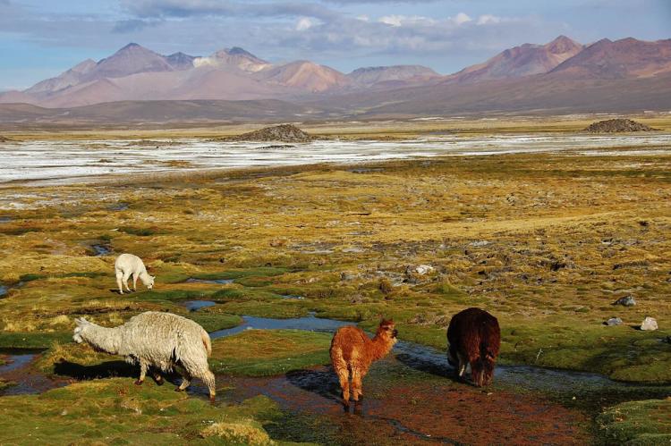 Llamas grazing in Lauca National Park, Chile