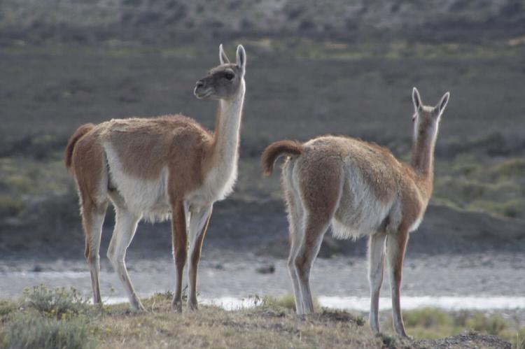 Llamas in Torres del Paine, Chile