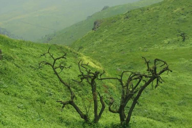 Lomas de Lachay National Reserve, Peru