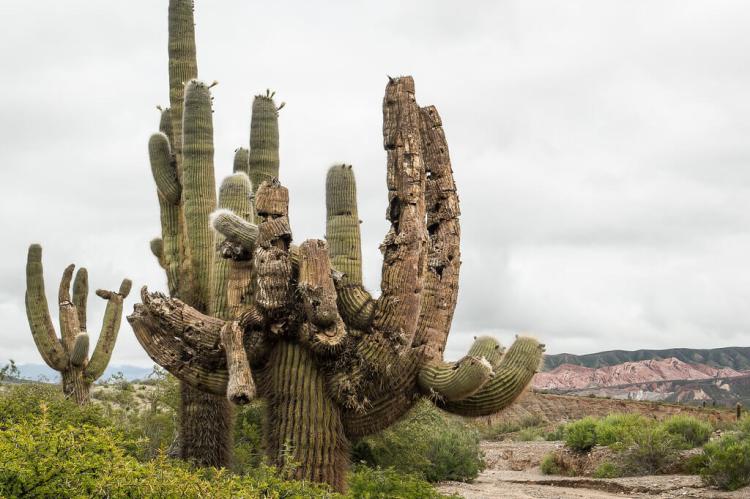Los Cardones National Park, Salta, Argentina