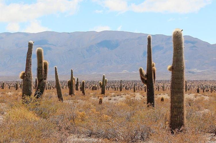 Los Cardones National Park, Argentina
