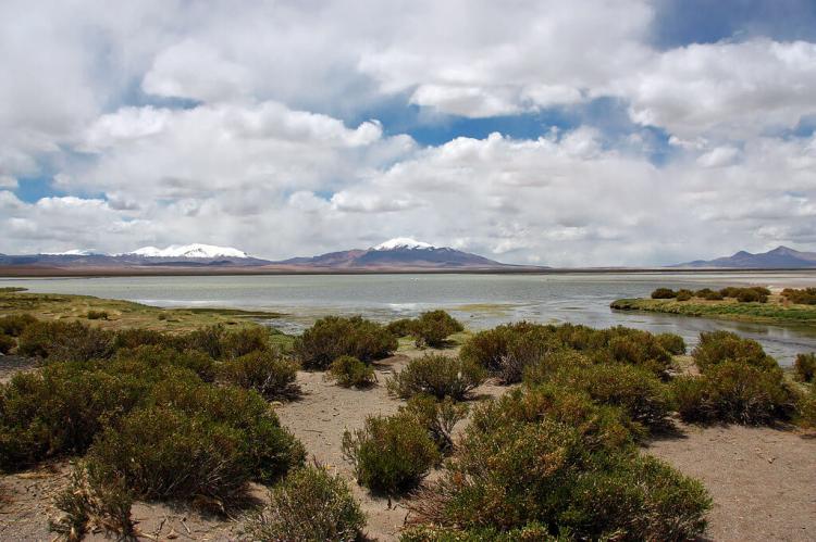 Los Flamencos National Reserve, Central Andean dry puna ecoregion, northern Chile