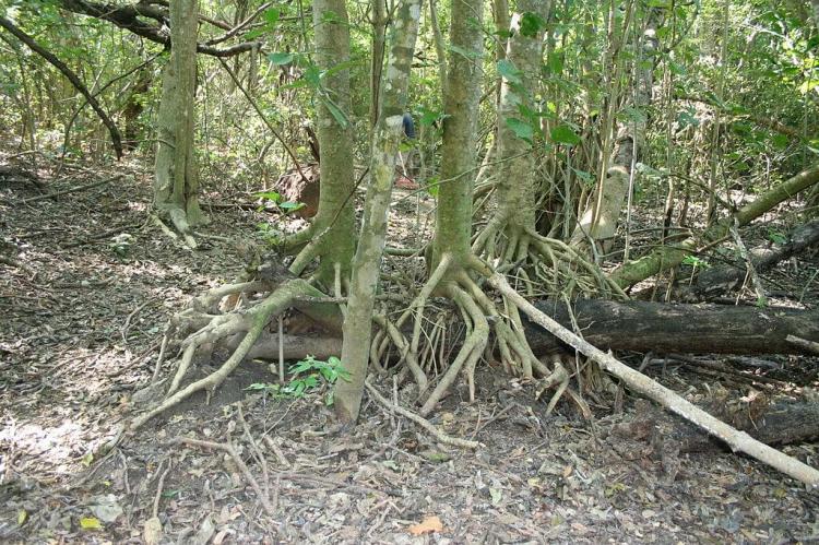 Manzanillar Bravaisia integerrima, Huatulco National Park, Mexico