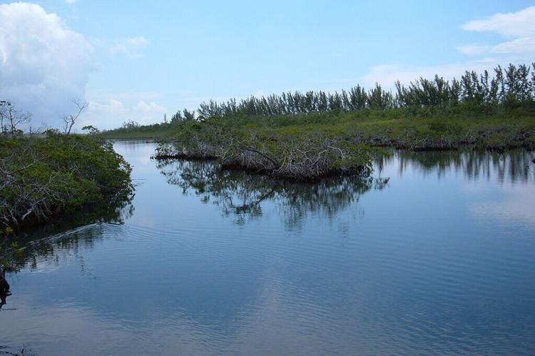 A mangrove swamp in Lucayan National Park in Grand Bahama Island, The Bahamas
