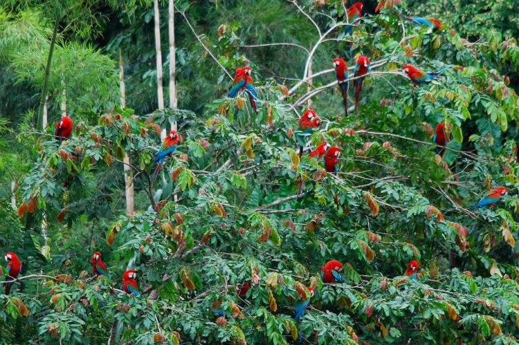 Red-and-Green Macaws, Manú National Park, Peru
