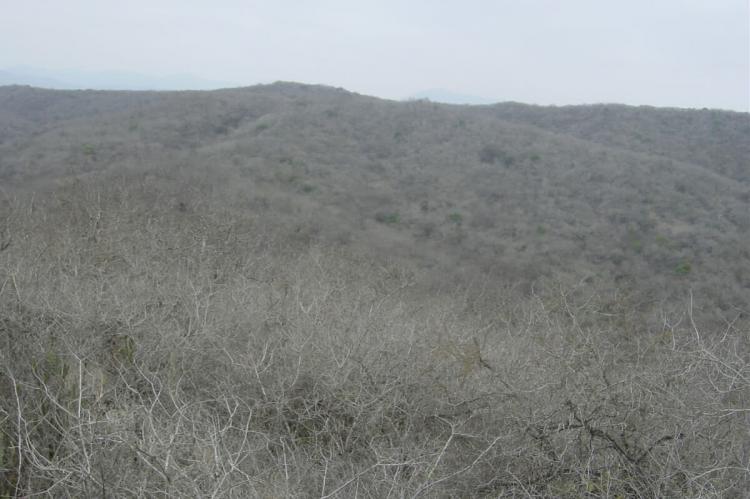 Tropical Dry Forest, Machalilla National Park, Manabi, Ecuador