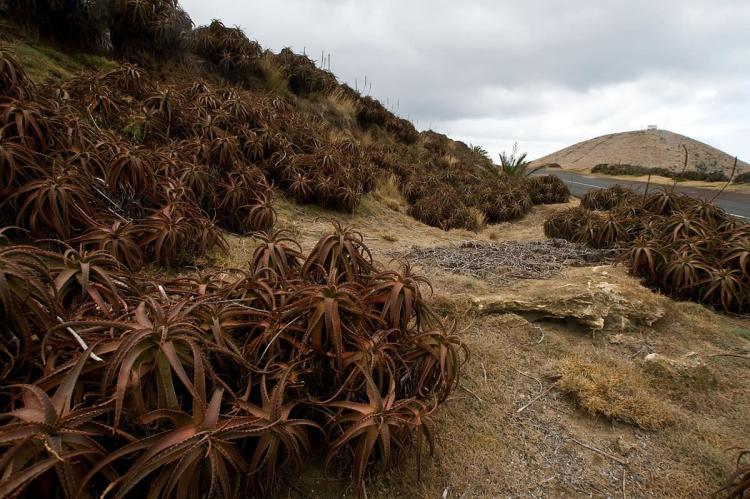 Agave landscape, Madeira, Mexico