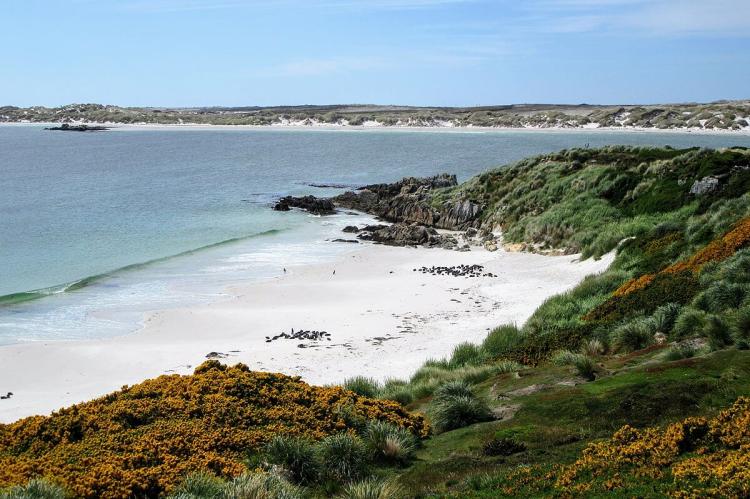 Magellanic Penguins, Falkland Islands