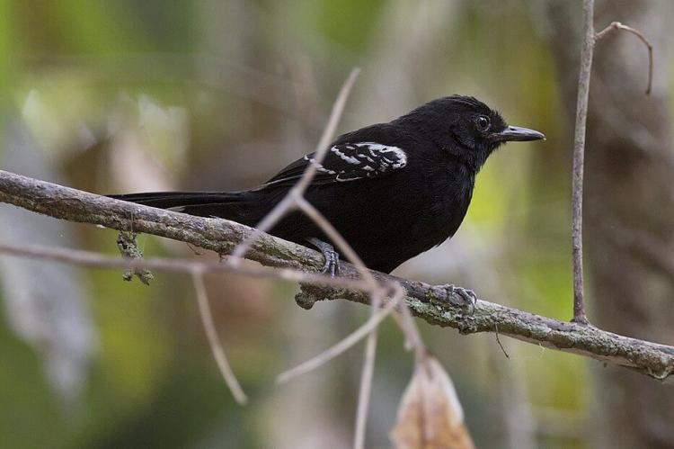 Bananal antbird (Cercomacra ferdinandi): endemic to the wetlands of the central Araguaia river in Brazil and has one of the smallest ranges of any Amazon bird