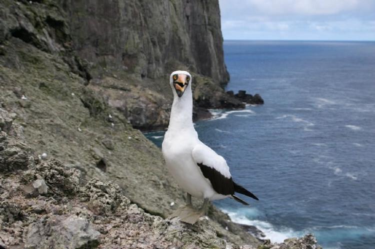 A nazca booby (Sula granti) on Malpelo Island, Colombia
