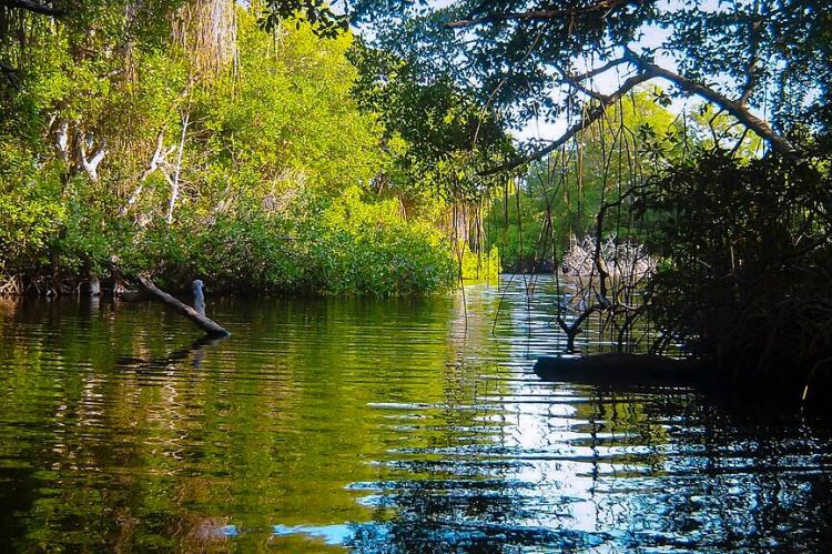 Mangroves at Morrocoy National Park, Venezuela