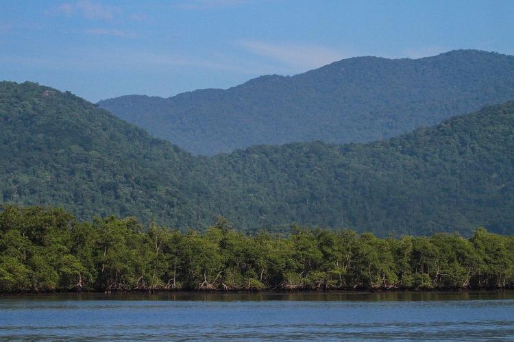 Atlantic Forest mangroves, Brazil