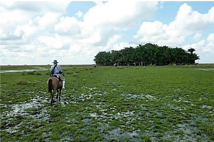 An artificial island in the Llanos de Moxos, Bolivia