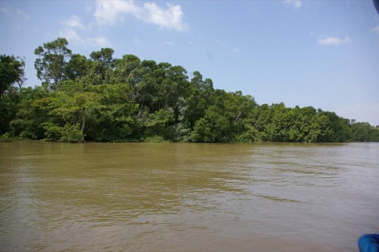 Marajó várzea, Marajó Island, Brazil