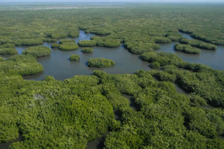 Marismas Nacionales mangroves