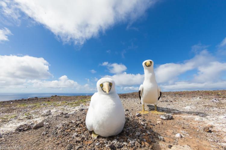 Masked Booby, San Ambrosio, Desventuradas, Chile