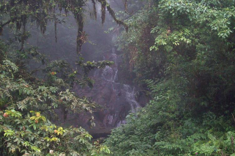 Mata Atlantica, Bahia, Brazil
