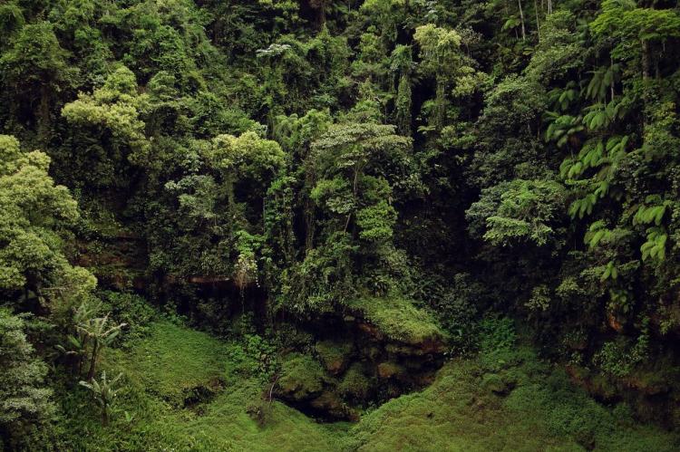 Mata Atlantica canopy, Brazil