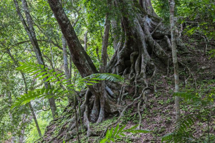 Maya forest, Guatemala