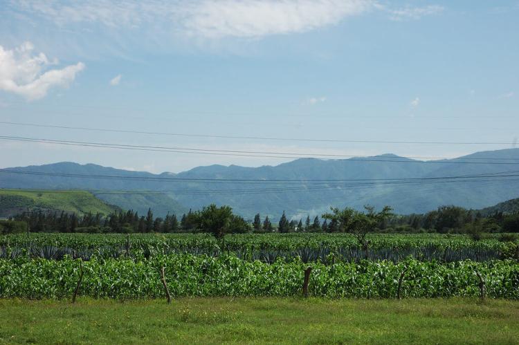Fields close to the town of Jala, Nayarit, on the Pacific coast of Mexico