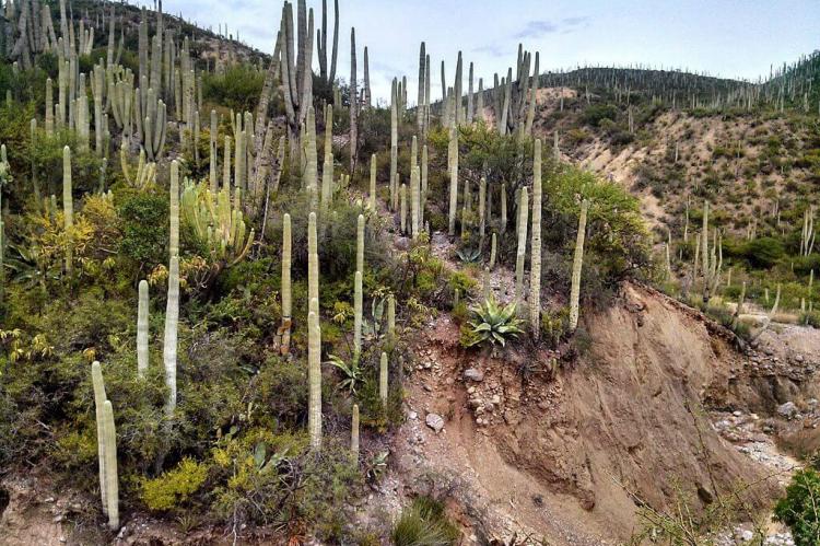 Cactus within the Tehuacán-Cuicatlán Biosphere Reserve (Mexico)